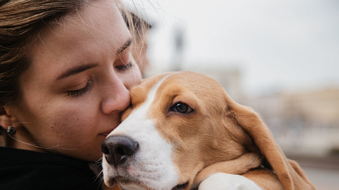 🐾Cuidados esenciales para tu mascota🐾